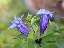Willow-leaved Gentian