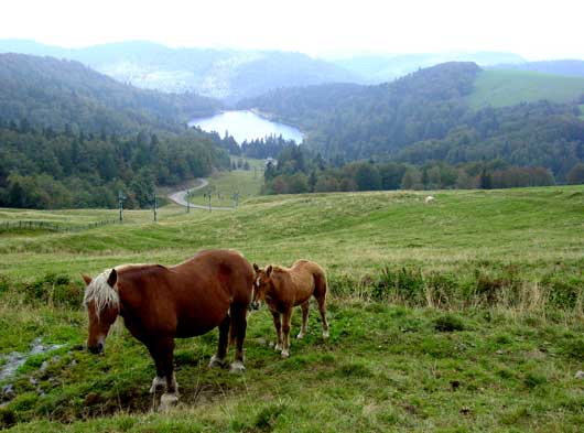 Vosges Mountains Alpine pastures - click to close