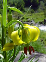 Pyrenean Lily