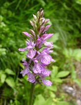 Greater Orchid