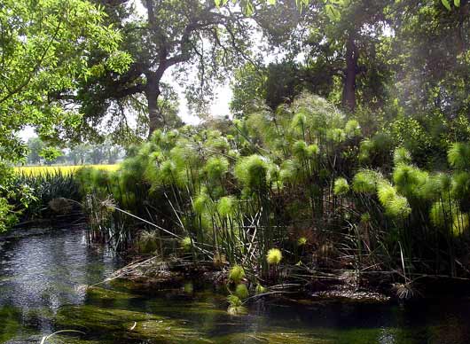 Papyrus growing along River Ciane near Siracusa - click to close