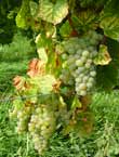 Sylvaner grape