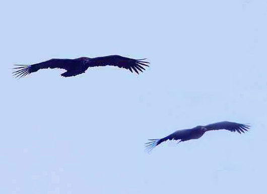 Black Vultures in flight - click to close