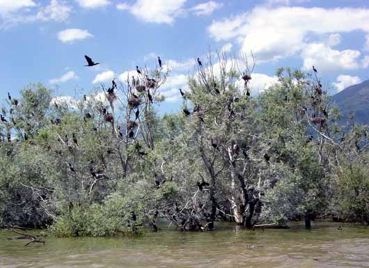 Pygmy Cormorants nesting at Lake Kerkini - click to close