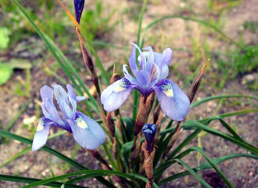 Wild Iris (Barbary Nut) - click to close