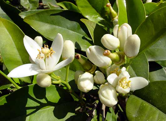 Orange Blossom - smell the sweet scent - click to close