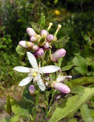 Lemon blossom with new fruit - click to close