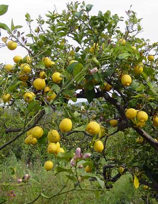 Lemon tree at Lemonodassos, Argolis - click to close