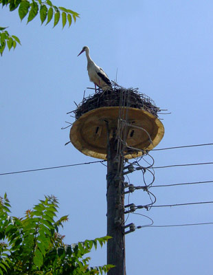 Macedonian stork - click to close