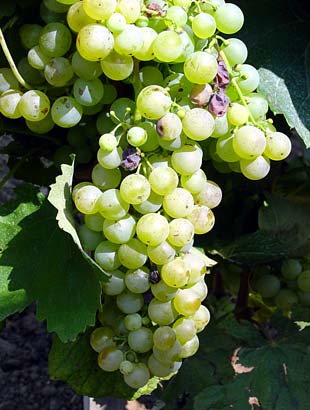 Tokaj grapes with aszu berries - click to close