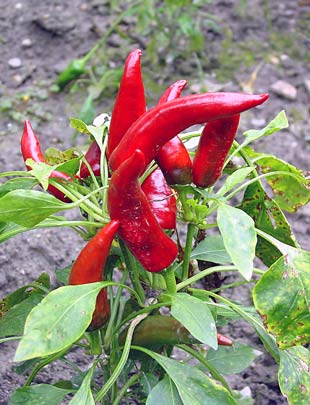 Paprika plant, Kalocsa - click to close