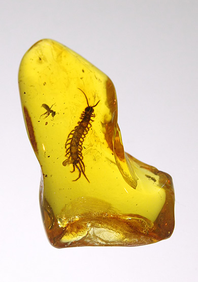 Insect trapped in amber at Gdansk Amber Museum