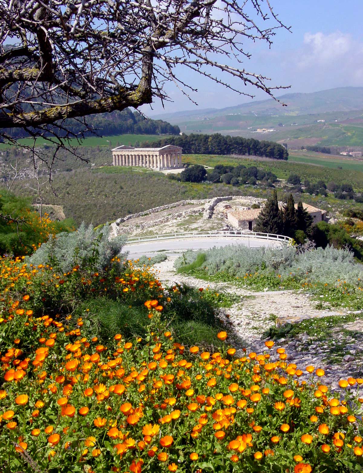 Wild flora at Temple of Segesta - click to close